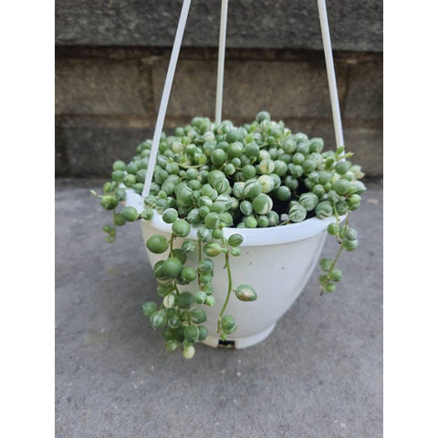 Variegated String Of Pearls Vsop 4.5 Inch Pot Hanging Basket Jungle Bloom