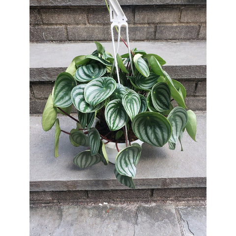 Large Watermelon Peperomia Hanging Planter 6 Inch House Plant Jungle Bloom