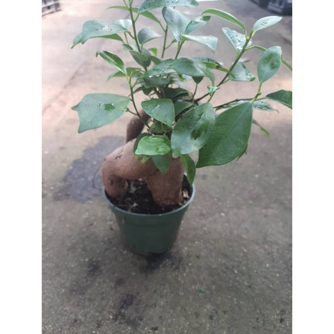 Ficus Ginseng House Plant Jungle Bloom