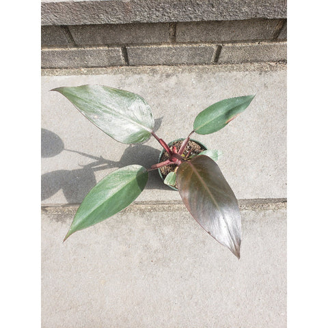 Reverted Pink Princess Philodendron Variegated House Plant Jungle Bloom