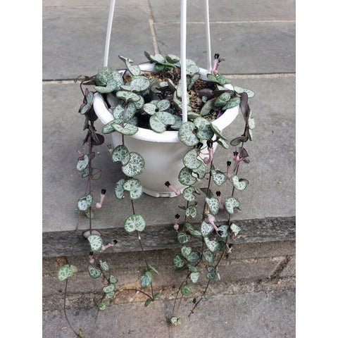 Silver String Of Hearts House Plant Hanging Pot Jungle Bloom