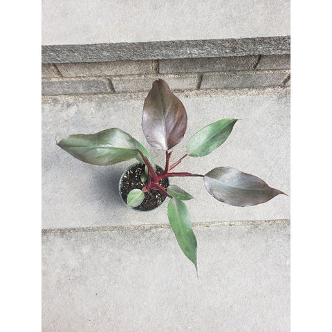 Burgundy Pink Princess Philodendron Variegated House Plant Jungle Bloom